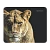 Коврик для мыши Defender Wild Animals 220x180x2мм ассорти (1/20/200)